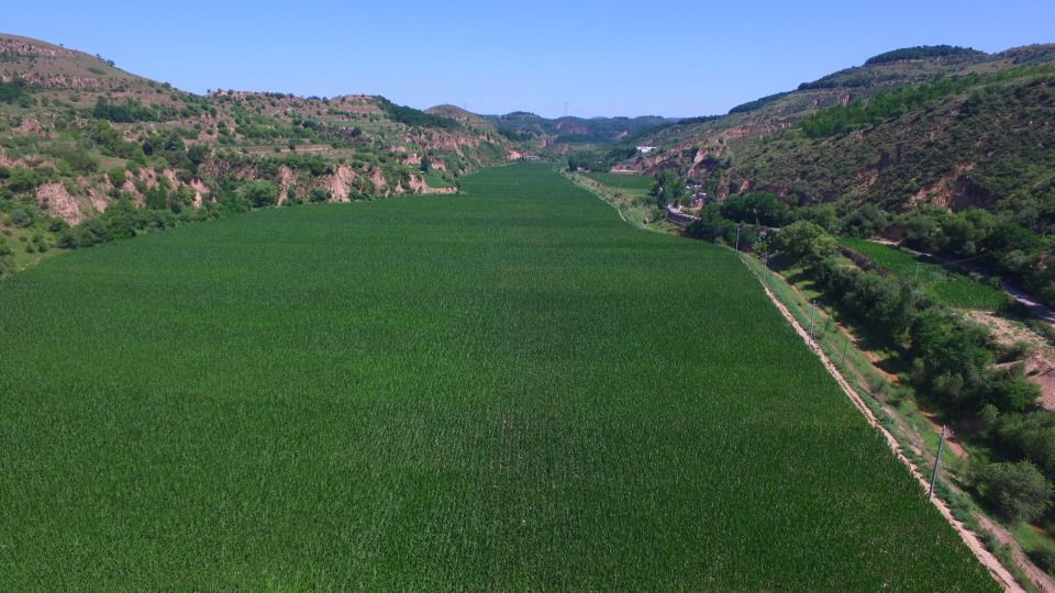 志丹县义正镇麻台村增密度玉米种植示范基地.jpg